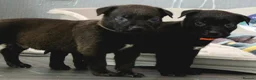 Mixed Breed dogs for sale: 🧬Bull herders🧬 - Advert 14