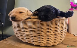 Labradoodle dogs for sale: Adorable Labradoodle puppies - Advert 7