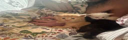 Norwegian Forest Cat cats for sale: Tricolore Magic  - Advert 5
