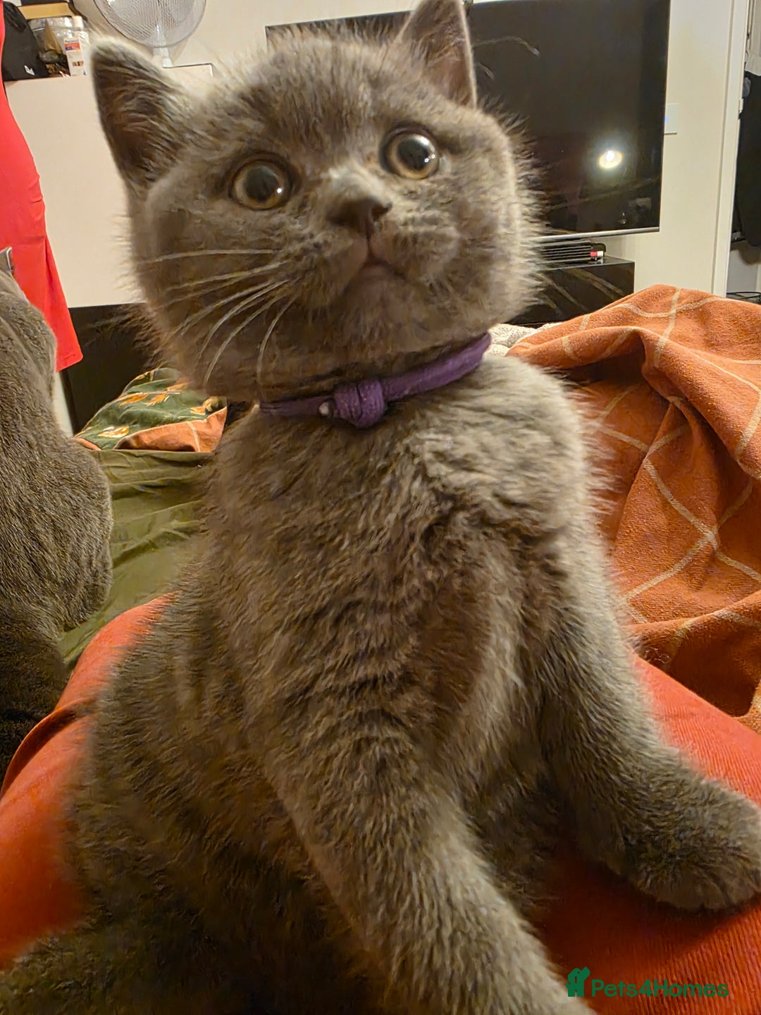 British Shorthair cats for sale:  GCCF British Shorthair - Champion Bloodlines  - Advert 7