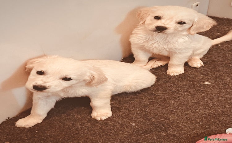 Golden Retriever dogs - Advert 4