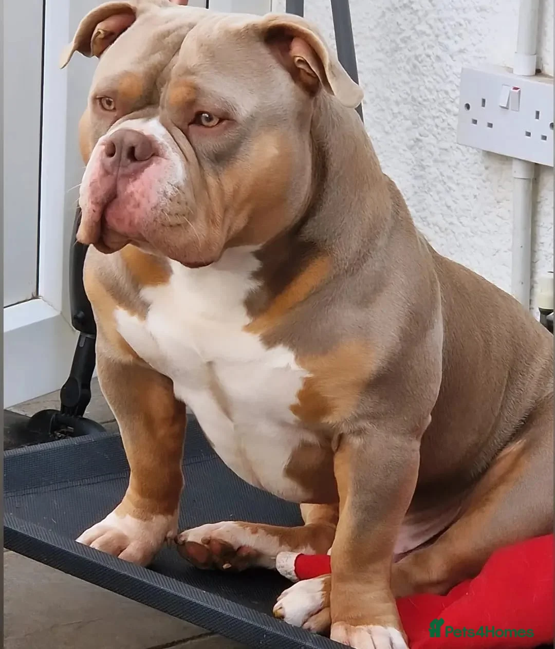American Bully dogs for stud: American Pocket Bully PROVEN ! in Dartford - Advert 25