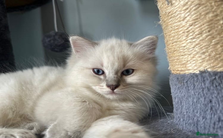 Ragdoll cats - Advert 1