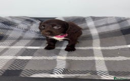 Cocker Spaniel dogs for sale: Adorable Cocker Spaniel  - Image 12