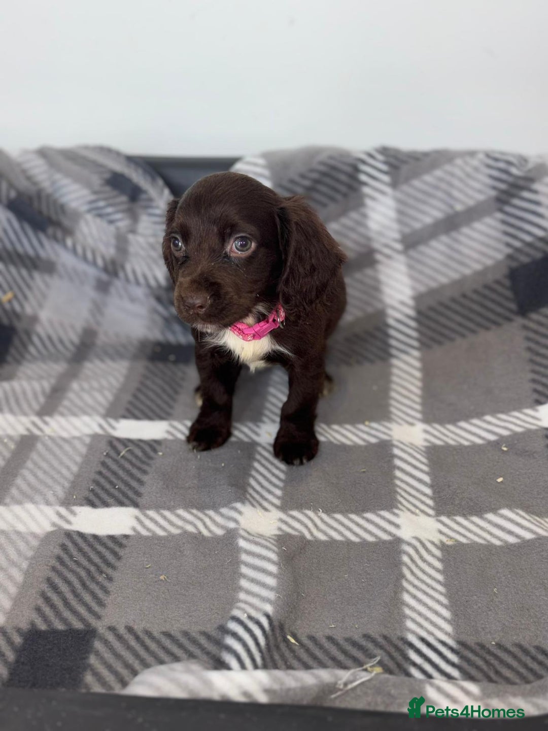 Cocker Spaniel dogs for sale: Adorable Cocker Spaniel  - Image 12