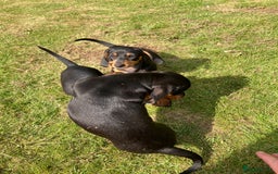 Dachshund dogs for sale: Miniature Sausage Dog Pups READY TO GO Dachshund  - Image 25