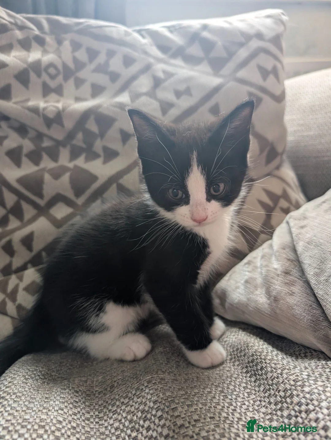 Mixed Breed cats for sale: One male black and white kitten left - Advert 2