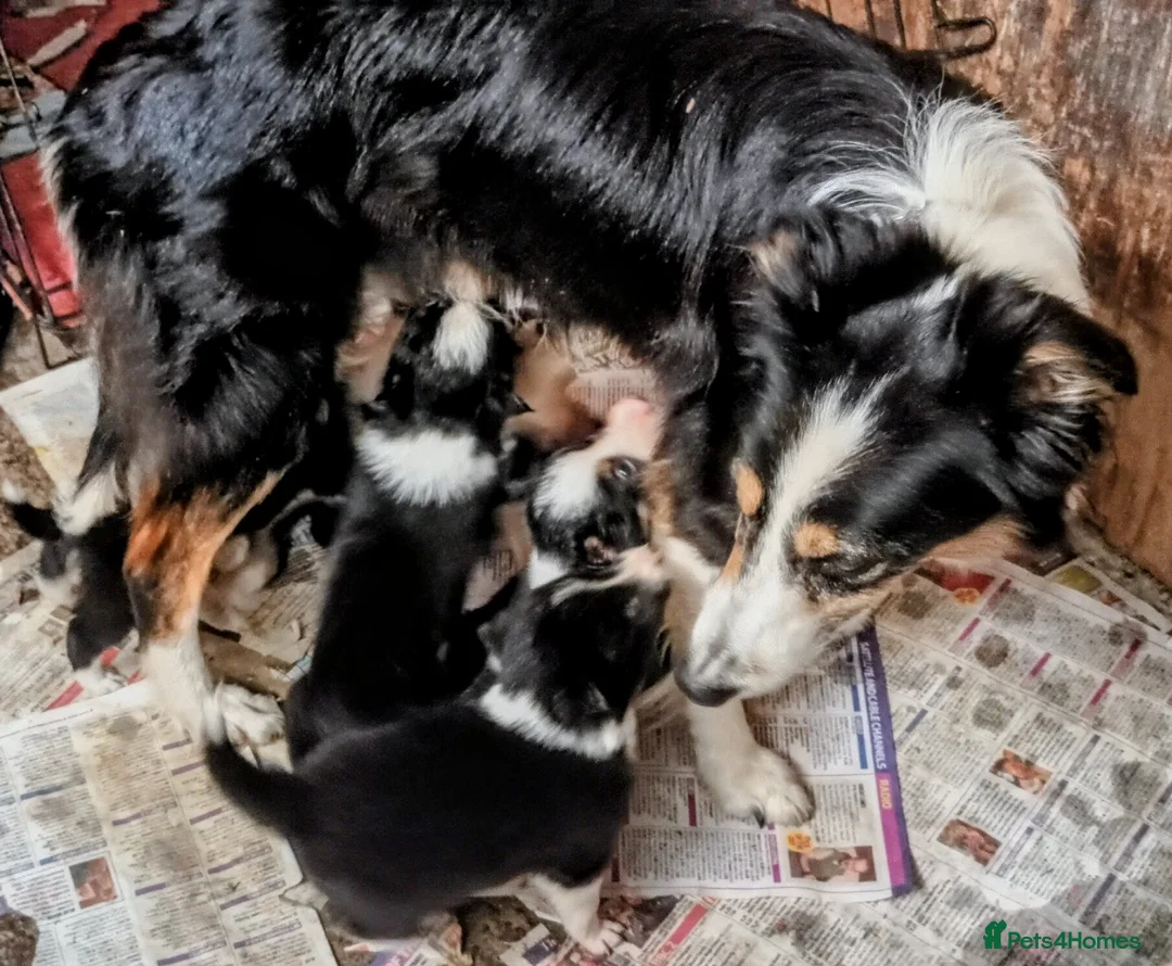 Border Collie dogs for sale: Border Collie pups born on farm to working parents - Advert 2