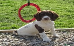English Springer Spaniel dogs for sale: English Springer Spaniel Puppy 2 - English Springer Spaniel Puppies - Image 11