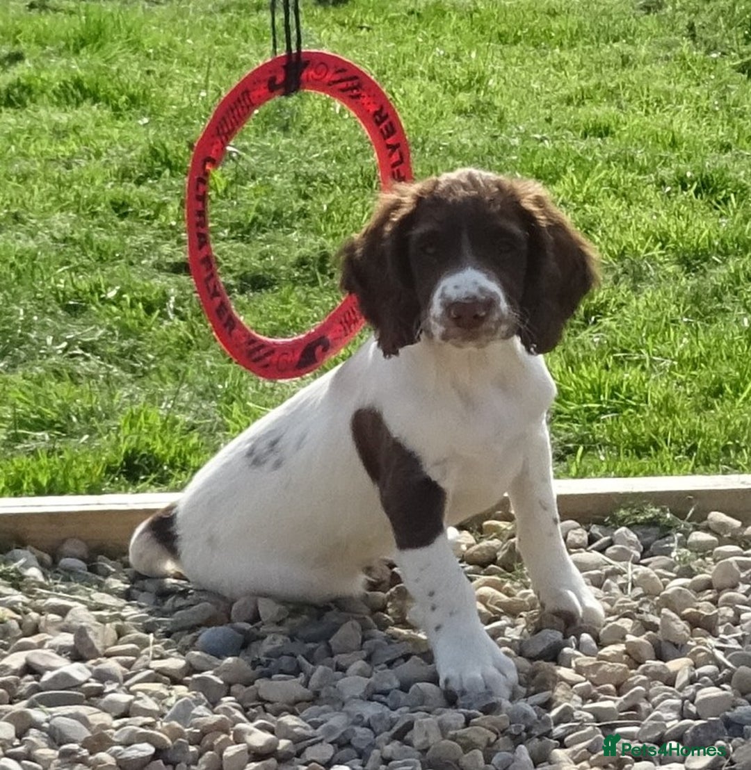 English Springer Spaniel dogs for sale: English Springer Spaniel Puppy 2 - English Springer Spaniel Puppies - Image 11