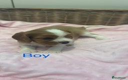 Cavalier King Charles Spaniel dogs for sale: Cavalier King Charles puppies  - Image 10