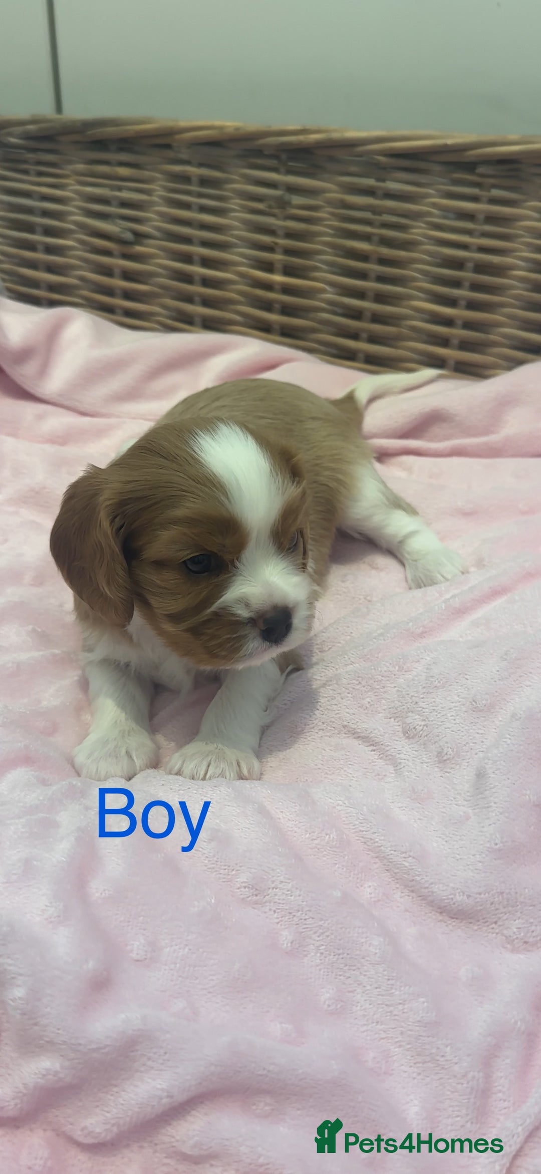 Cavalier King Charles Spaniel dogs for sale: Cavalier King Charles puppies  - Image 10