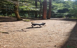 Mixed Breed dogs for sale: Lab-Staffy cross 8 months - Image 12