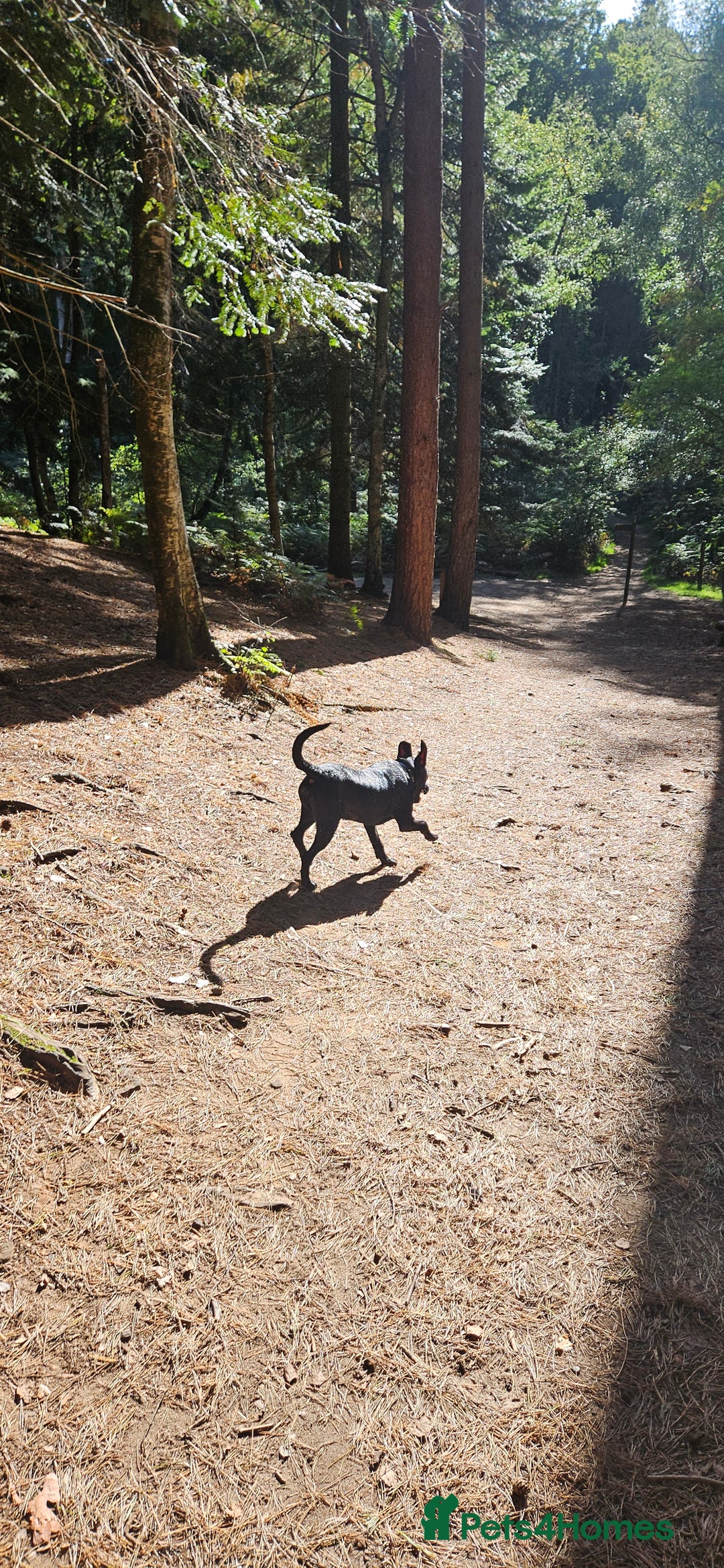 Mixed Breed dogs for sale: Lab-Staffy cross 8 months - Image 12