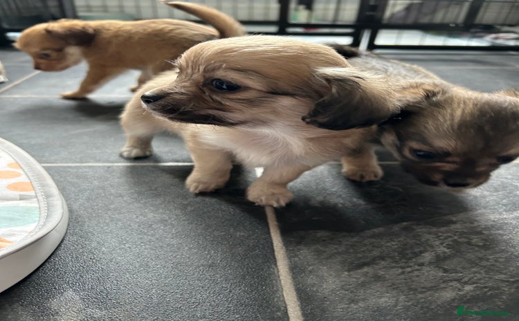 Chipoo dogs - Advert 1