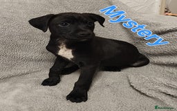 Mixed Breed dogs for sale: Pug x Lucher  - Image 14