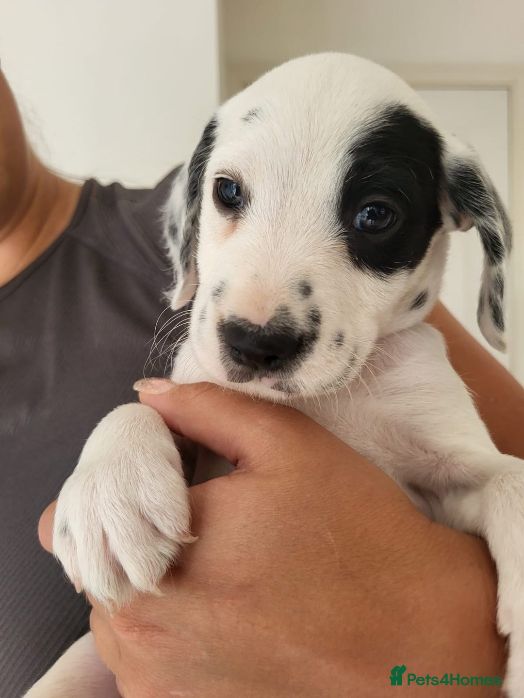 Mixed Breed dogs for sale:  Dalmaspoodles! Dalmation X springer/poodle pups - Image 7