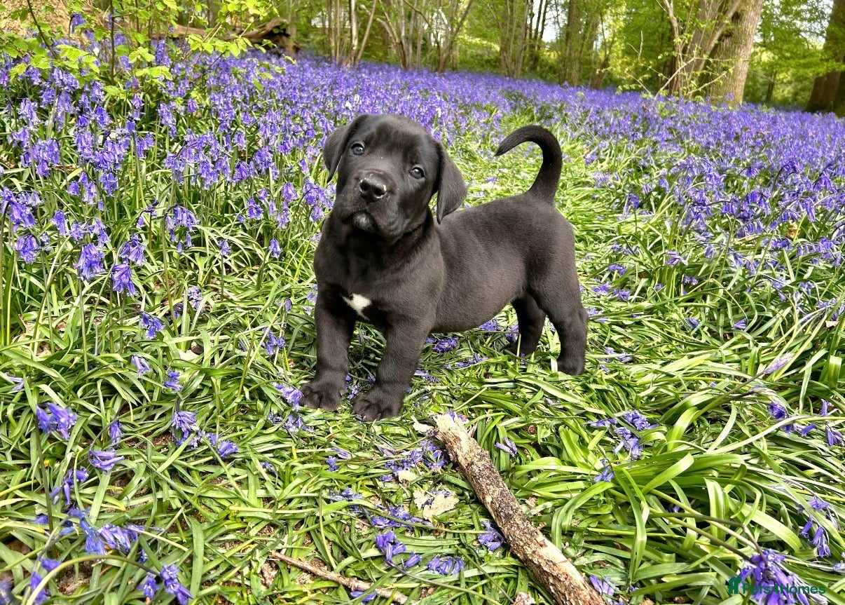 Boerboel dogs Topguard Kennels 2026 waitlist now open! - Advert 2