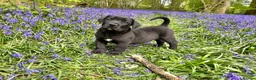 Boerboel dogs for sale: Topguard Kennels 2026 waitlist now open! in Horsham - Advert 2