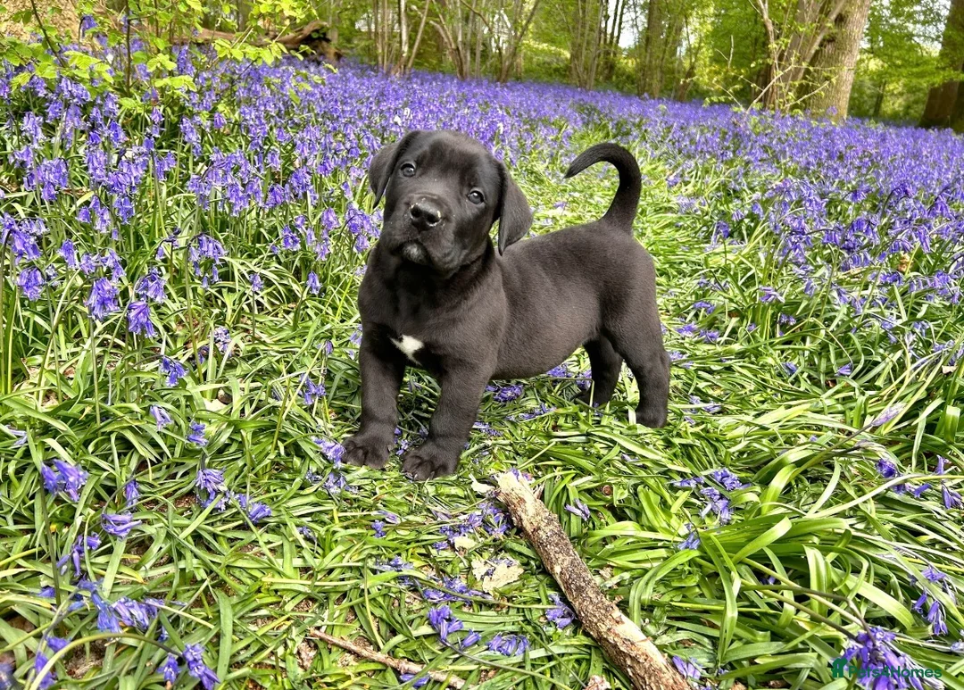 Boerboel dogs for sale: Topguard Kennels 2026 waitlist now open! in Horsham - Advert 2