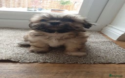Lhasa Apso dogs for stud: Gorgeous proven KC registered Cooper for **stud** in Pontefract - Image 11