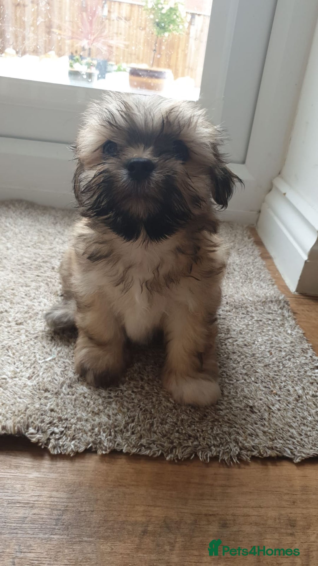 Lhasa Apso dogs for stud: Gorgeous proven KC registered Cooper for **stud** in Pontefract - Image 11