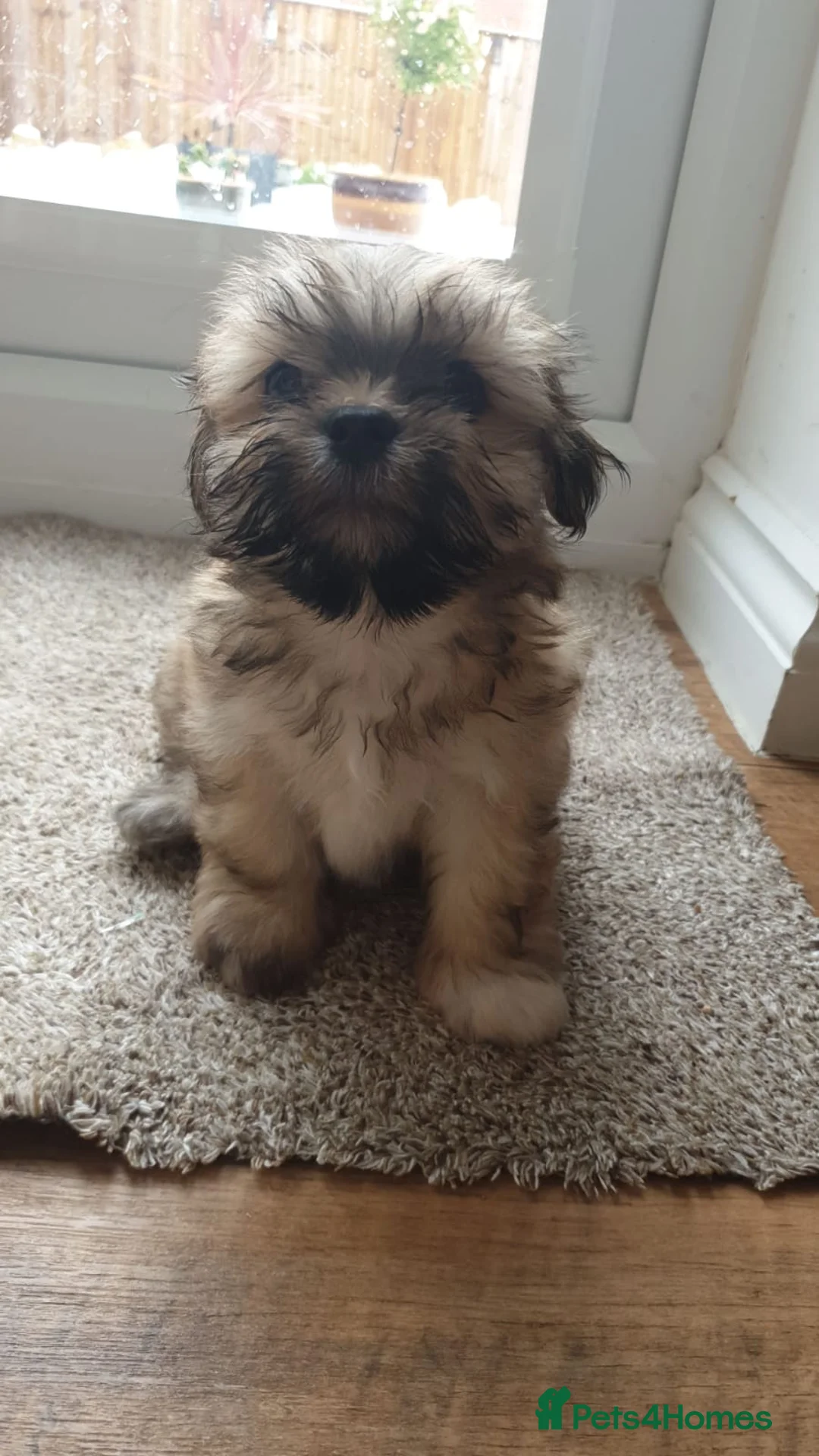 Lhasa Apso dogs for stud: Gorgeous proven KC registered Cooper for **stud** in Pontefract - Advert 11