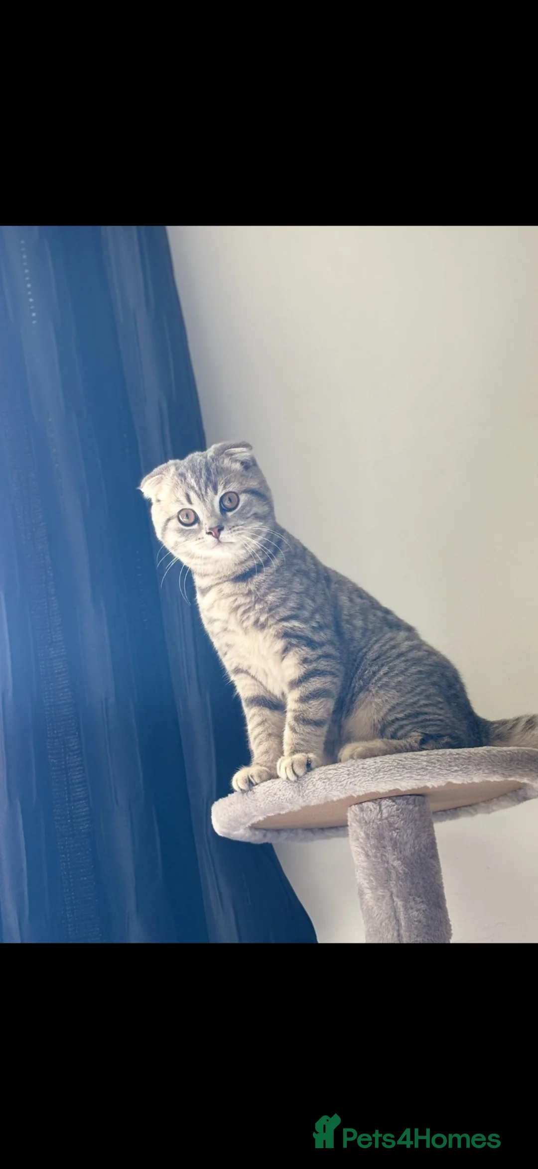 Scottish Fold cats for sale: Scottish Folds/ Straights available  - Advert 10