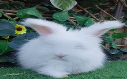 Angora rabbits for sale: 2 Beautiful Angoras Ready Now  - Image 3