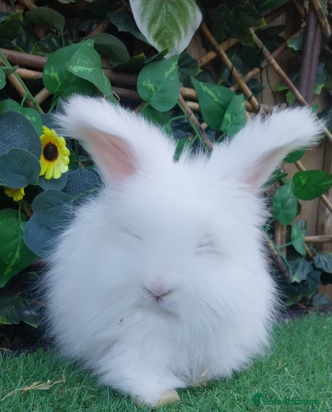 Angora rabbits for sale: 2 Beautiful Angoras Ready Now  - Image 3