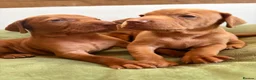 Hungarian Vizsla dogs for sale: Ready this weekend Beautiful litter.  - Advert 18