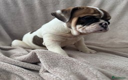English Bulldog dogs for sale: KC Registered English Bulldog Puppies READY NOW!! - Image 21