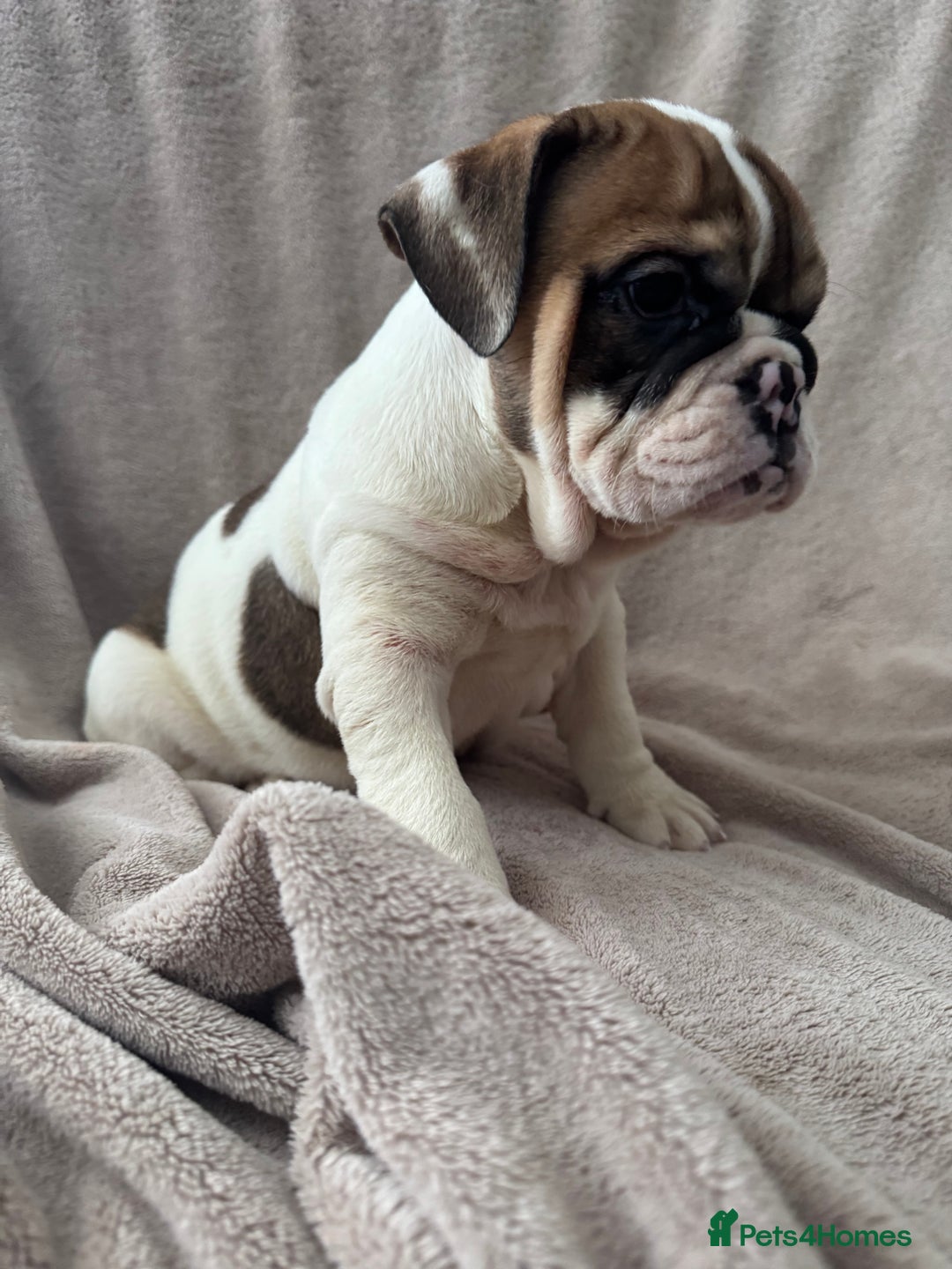 English Bulldog dogs for sale: KC Registered English Bulldog Puppies READY NOW!! - Image 21