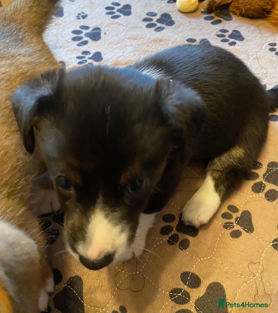 Welsh Corgi Cardigan dogs for sale: Welsh Cardigan Corgis by 5 ⭐️ Licensed Breeder - Advert 25