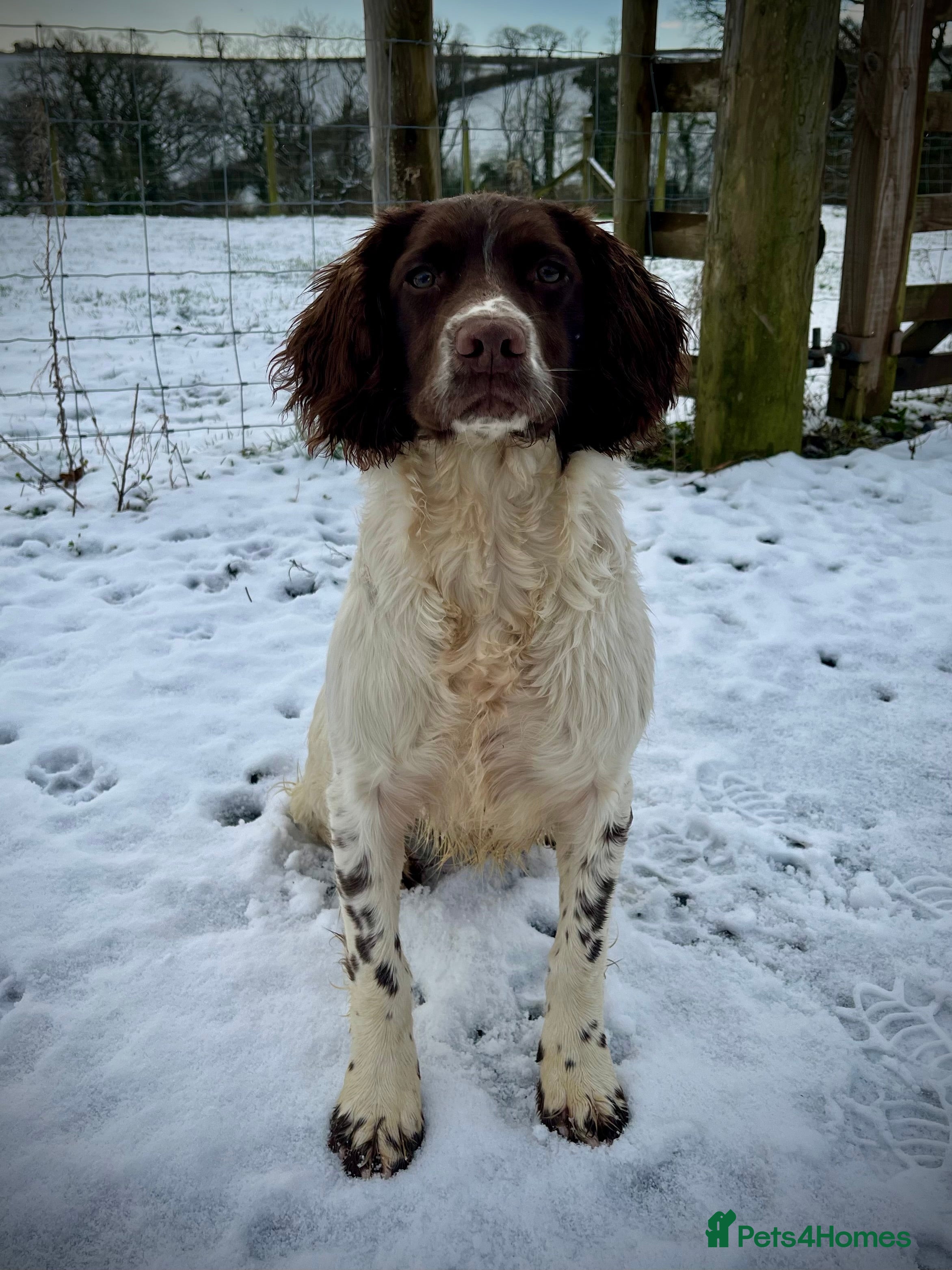 English Springer Spaniel dogs Ideal Picking Up Dog - Advert 1