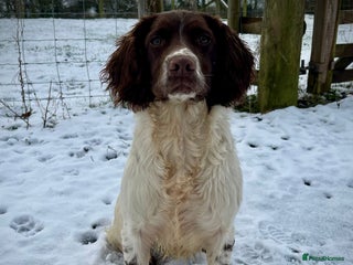 English Springer Spaniel dogs Ideal Picking Up Dog - Advert 1