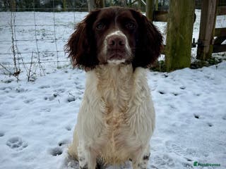 English Springer Spaniel dogs Ideal Picking Up Dog - Advert 8