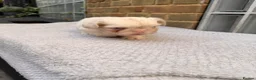 French Bulldog dogs for sale: 💕🐾 GORGEOUS FLUFFY FRENCH BULLDOG GIRLS KC REG - Advert 3