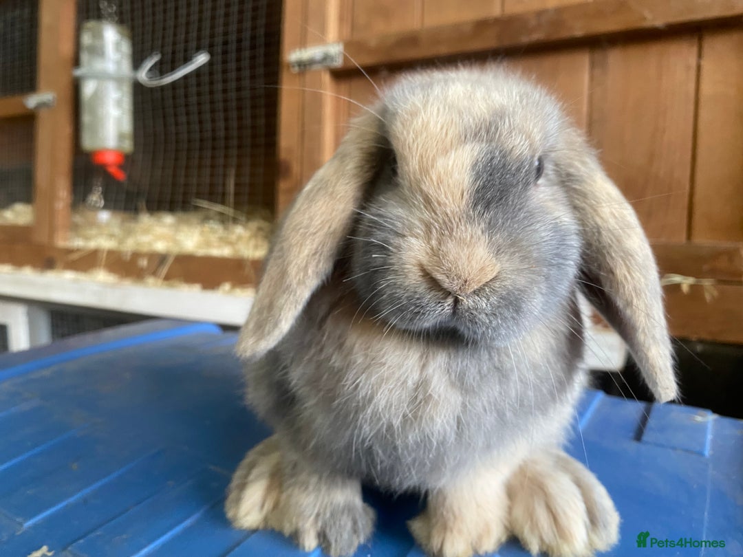 Mini Lop rabbits for sale: VACCINATED/wormed/flead mini lop babies  - Image 5
