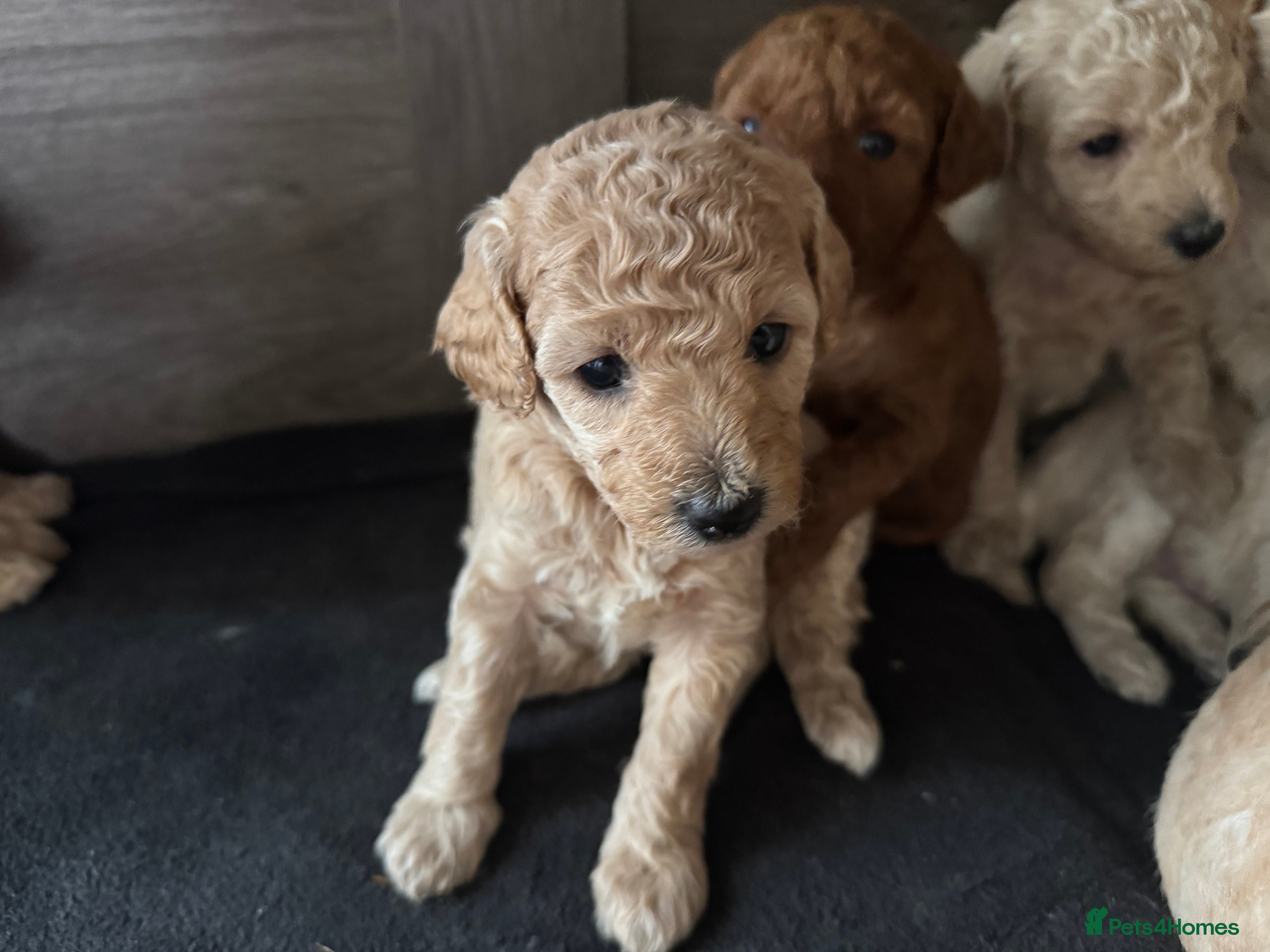 Miniature Poodle dogs Pedigree KC registered miniature poodle  - Advert 8