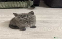 British Shorthair cats for sale: BEAUTIFUL BABY BLUE KITTENS  - Image 5