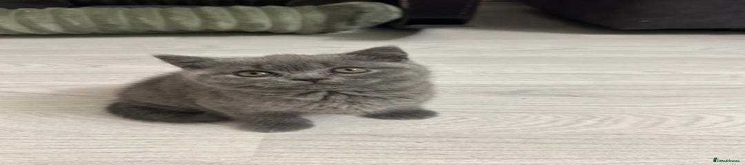 British Shorthair Kitten 2