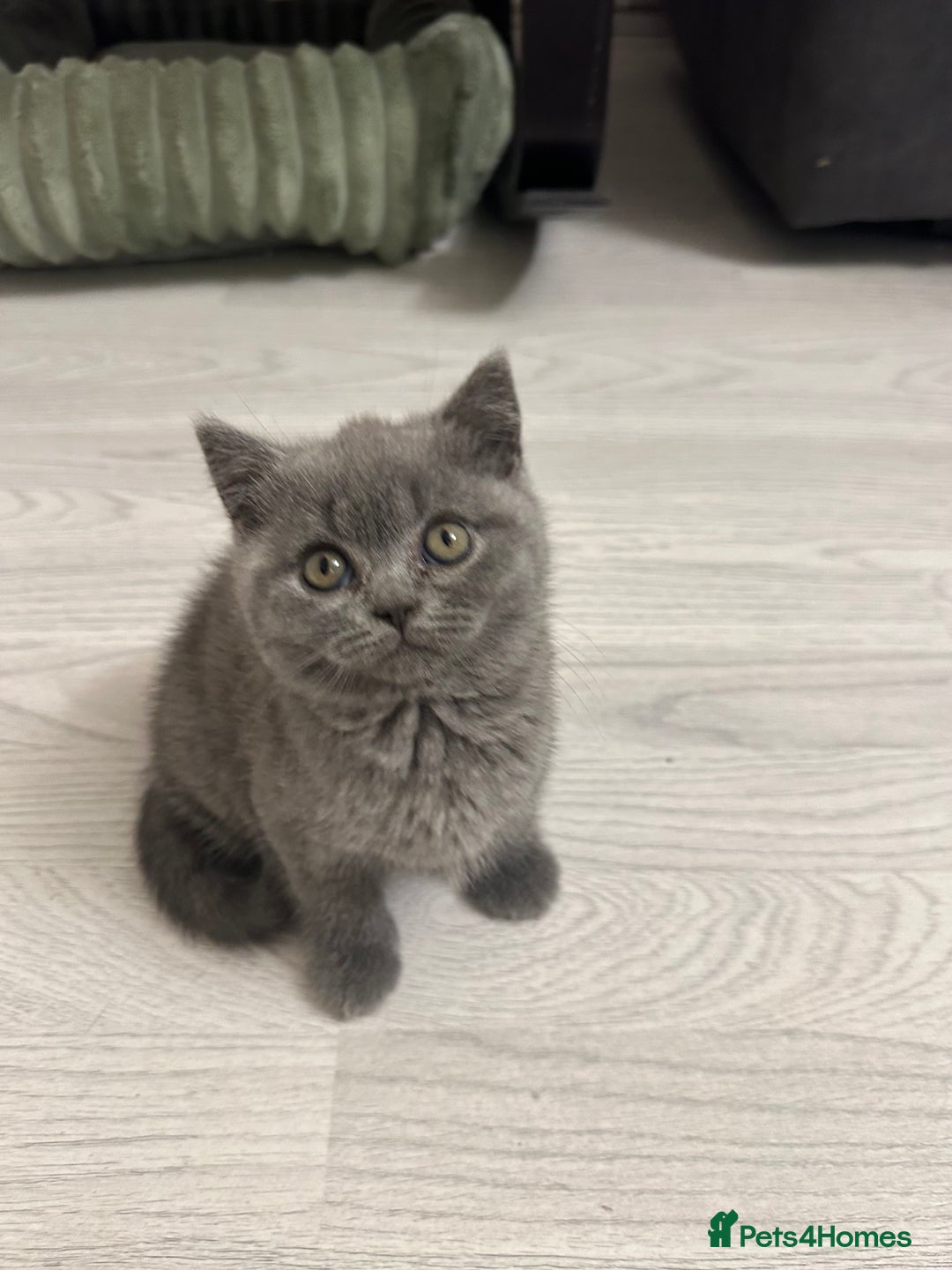 British Shorthair cats for sale: BEAUTIFUL BABY BLUE KITTENS  - Image 5