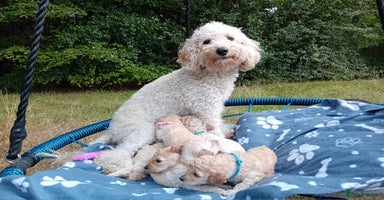 Miniature Poodle dogs - Advert 9