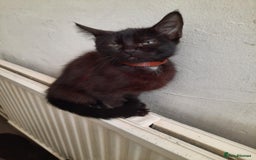 Ragdoll cats for sale: Beautiful Tabby X ragdoll kittens  - Image 2