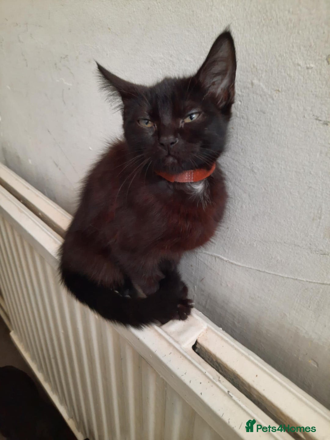 Ragdoll cats for sale: Beautiful Tabby X ragdoll kittens  - Image 2