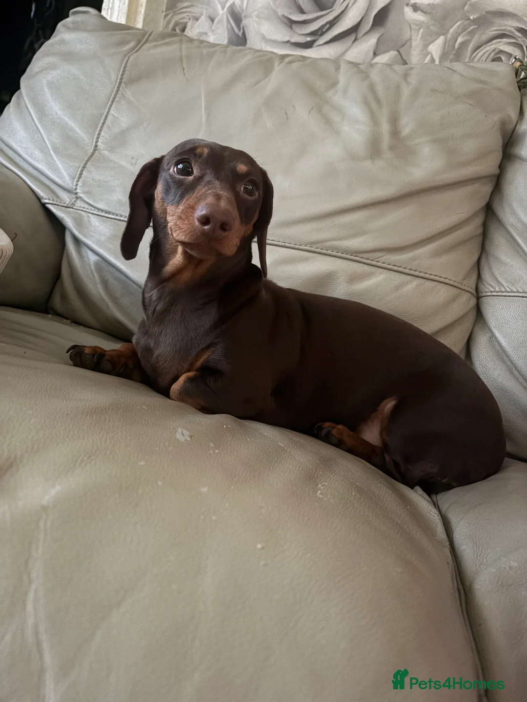 Dachshund dogs for sale: Beautiful mini dachshund!!! - Advert 1