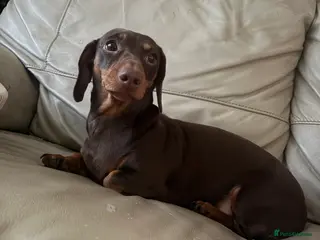 Dachshund dogs Beautiful mini dachshund!!! - Advert 10