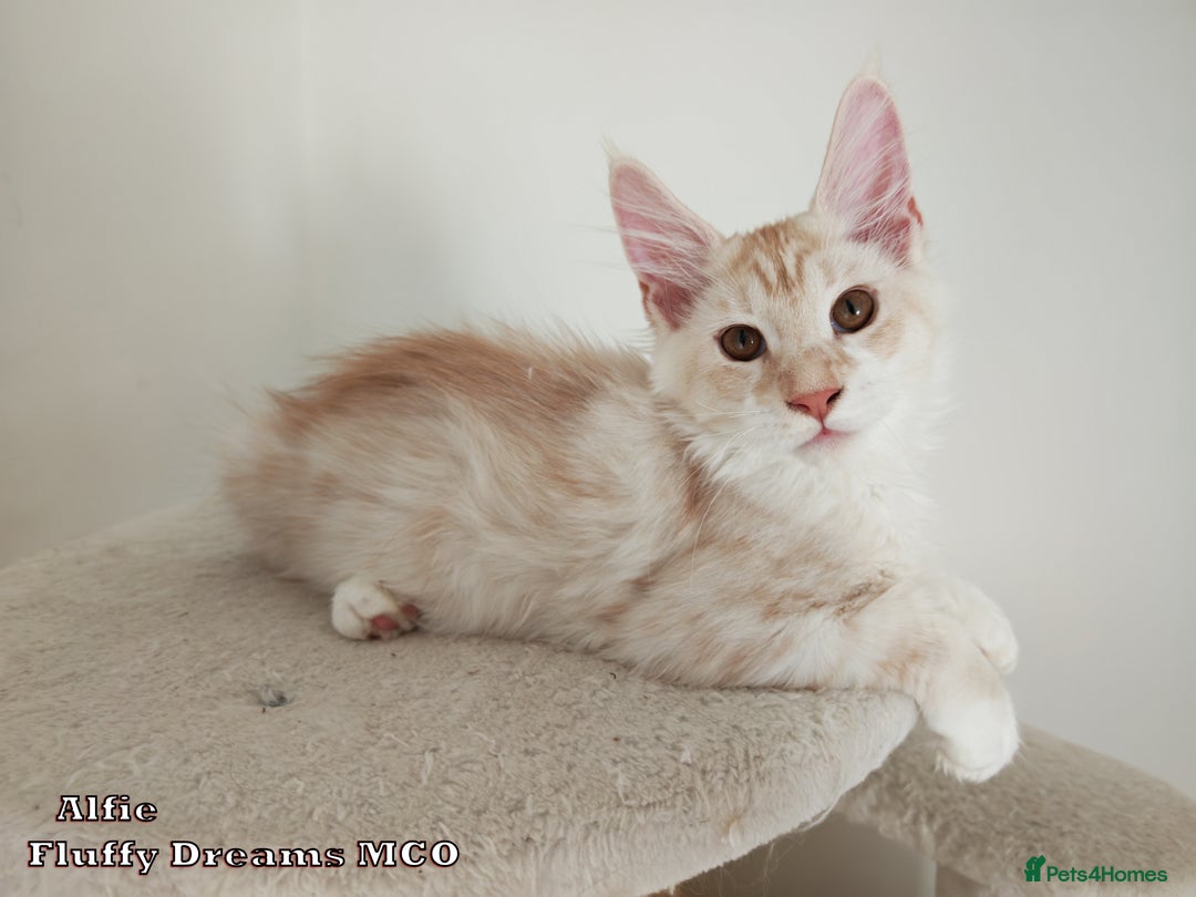 Maine Coon cats for sale: Two Cream Boys ES23 from Fluffy Dreams MCO - Image 2