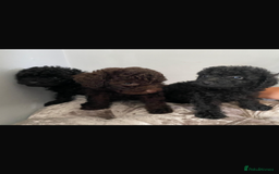 Toy Poodle dogs for sale: Toy poodle puppies - Image 2